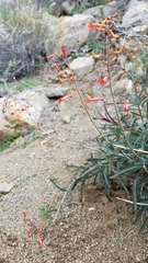 Penstemon subulatus
