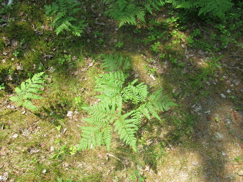 Pteridium aquilinum image