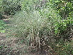 Muhlenbergia lindheimeri