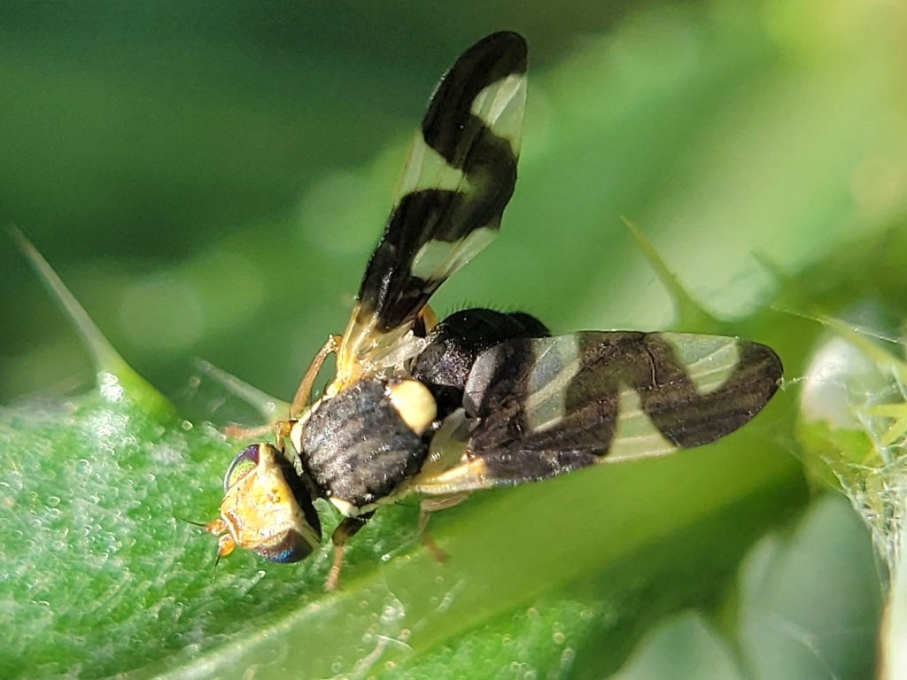 Thistle Stem Gall Fly from Fort Collins, CO 80526, USA on July 14, 2023 ...