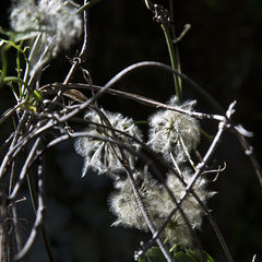 Clematis paniculata