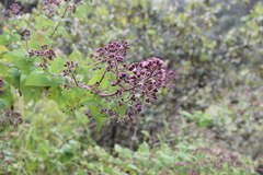 Ageratina deltoidea