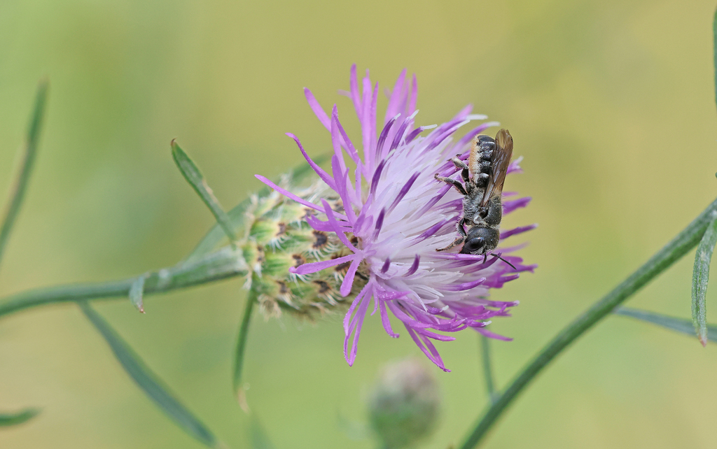 Bidentate Mason Bee