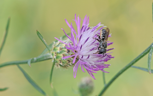 Bidentate Mason Bee