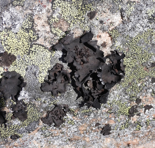 Petalled Rocktripe Lichen