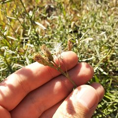 Brickellia eupatorioides