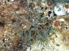 Isactinia olivacea