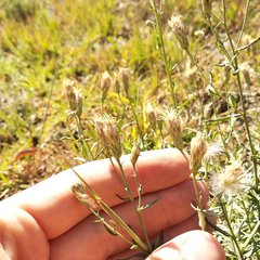 Brickellia eupatorioides