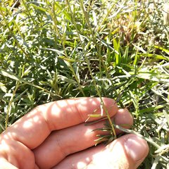 Brickellia eupatorioides