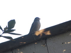 Zonotrichia leucophrys