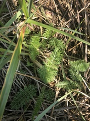 Achillea millefolium image