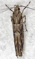 Pyroderces aellotricha