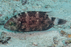 Cheilinus trilobatus