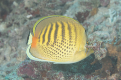 Chaetodon punctatofasciatus