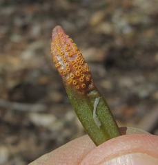 Puccinia mariae-wilsoniae