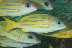 Lutjanus bengalensis