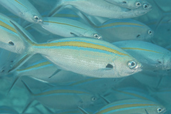 Caesio caerulaurea