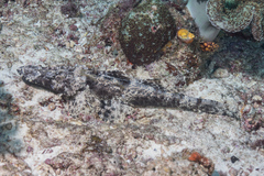 Cymbacephalus beauforti