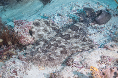 Tasselled Wobbegong photo 5