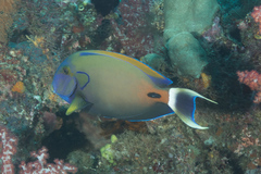 Acanthurus fowleri