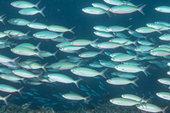 Pterocaesio tessellata