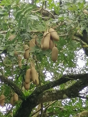 Kigelia africana africana