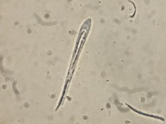 Cudonia confusa
