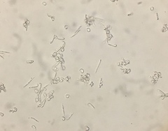Cudonia confusa