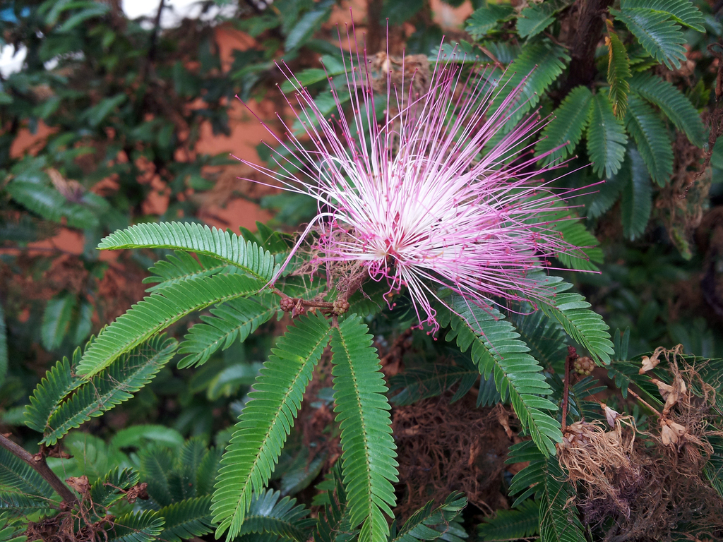 Calliandra selloi, Hawkes Bay, Hastings. "Splash Planet" grounds