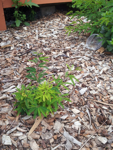 Calliandra selloi