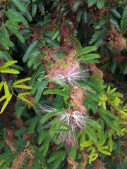 Calliandra selloi