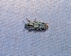 Phanodesta nigrosparsa