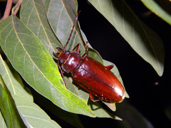 Stenodontes exsertus