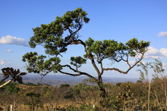 Vochysia thyrsoidea