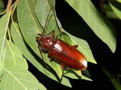 Stenodontes exsertus