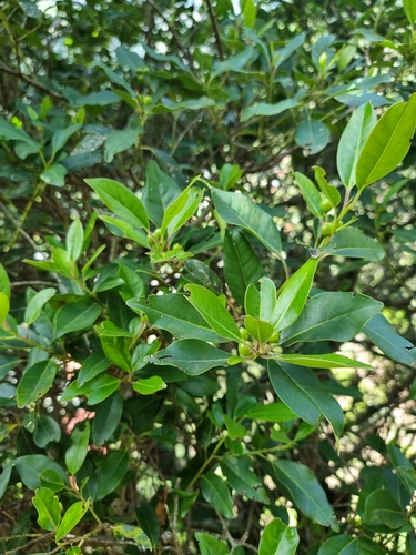 Ilex canariensis image