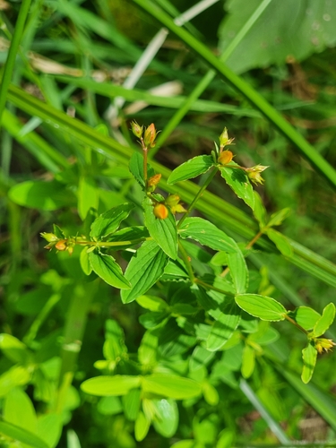 Image of Hypericum undulatum by (c) Vítor Jorge, some rights reserved (CC BY)
