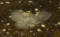 Enchiridium punctatum