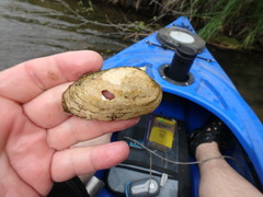 Venustaconcha ellipsiformis