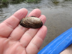 Venustaconcha ellipsiformis