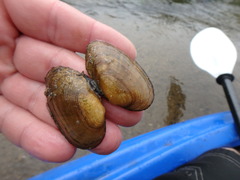 Venustaconcha ellipsiformis