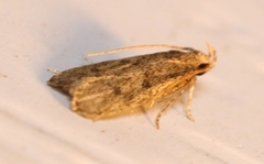 Glyphidocera