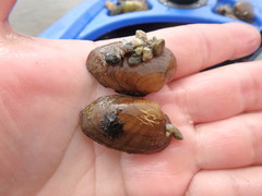 Venustaconcha ellipsiformis