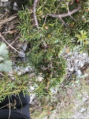 Juniperus formosana