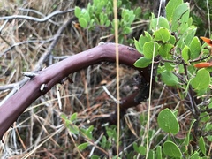 Arctostaphylos hookeri