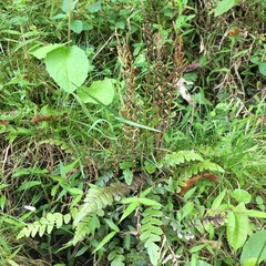 Blechnum × aggregatum
