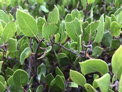 Arctostaphylos hookeri