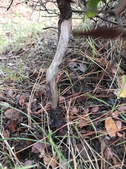 Arctostaphylos hookeri