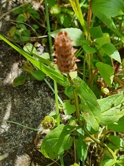 Prunella vulgaris image