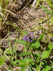 Prunella vulgaris image